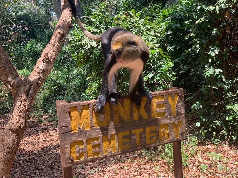Entrance monument welcoming visitors to the Boabeng-Fiema Monkey Sanctuary
