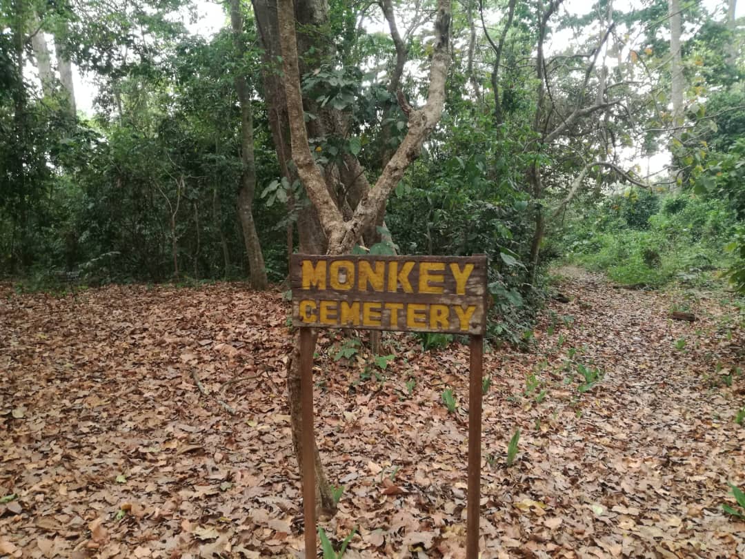 Monkey cemetery inside the Boabeng-Fiema Monkey Sanctuary