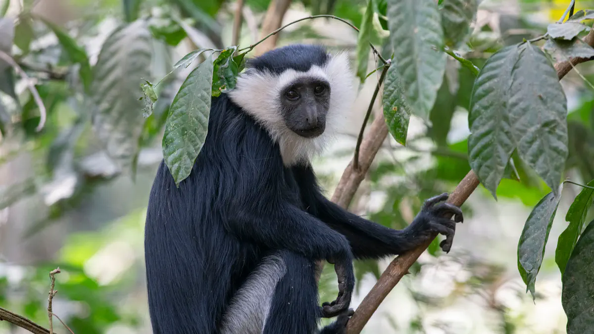 From Sacred Grove to Ecotourism Jewel: Inside Ghana’s Boabeng-Fiema Monkey Sanctuary