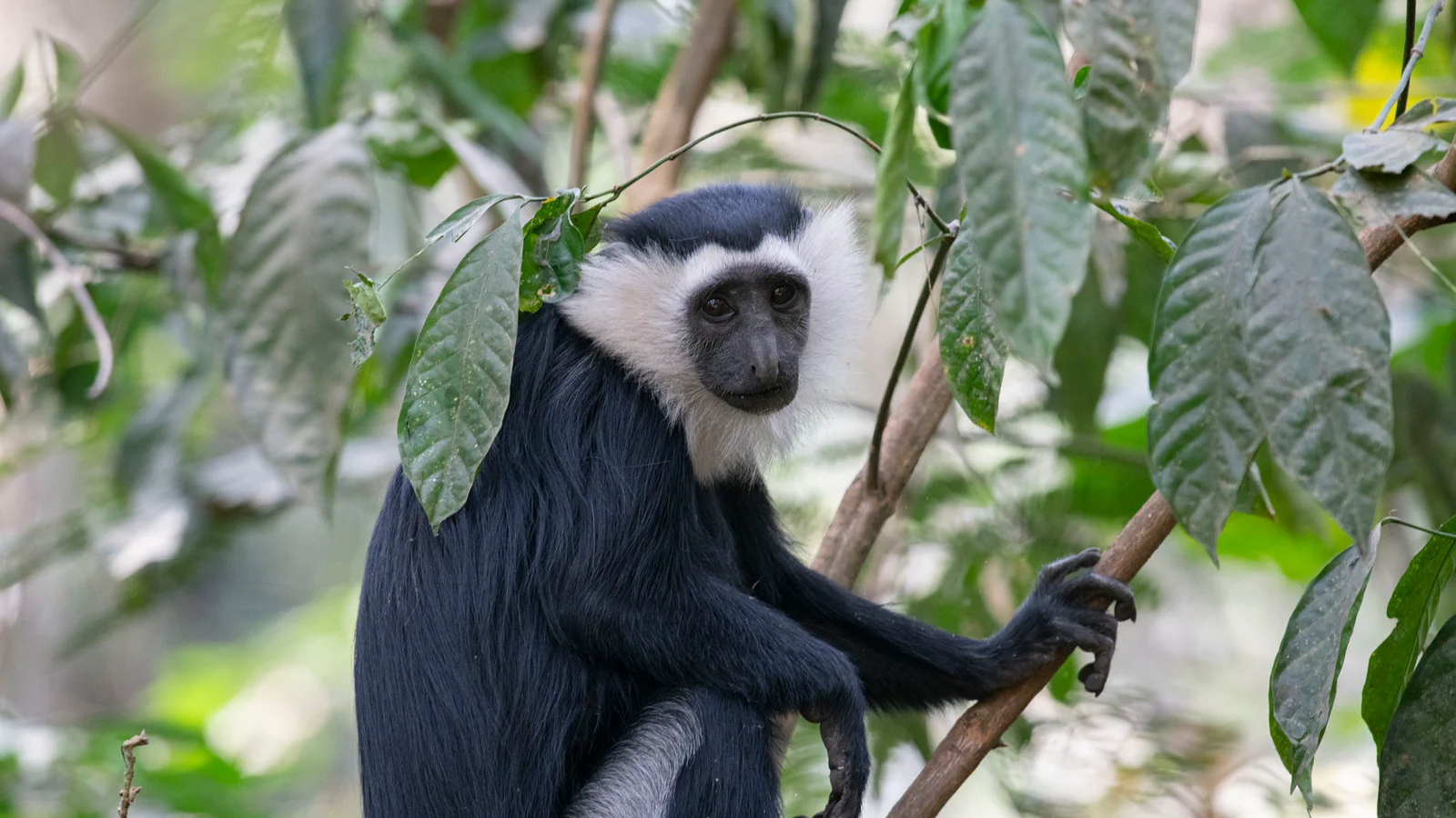 From Sacred Grove to Ecotourism Jewel: Inside Ghana’s Boabeng-Fiema Monkey Sanctuary