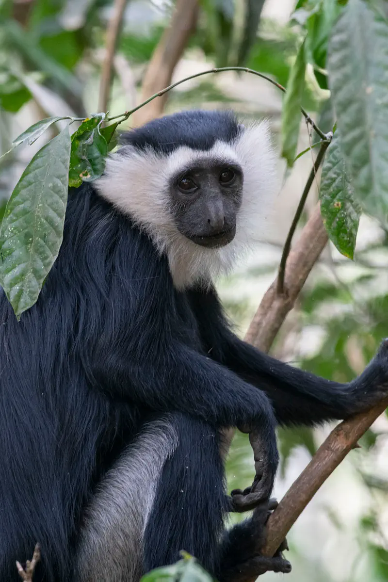 From Sacred Grove to Ecotourism Jewel: Inside Ghana’s Boabeng-Fiema Monkey Sanctuary