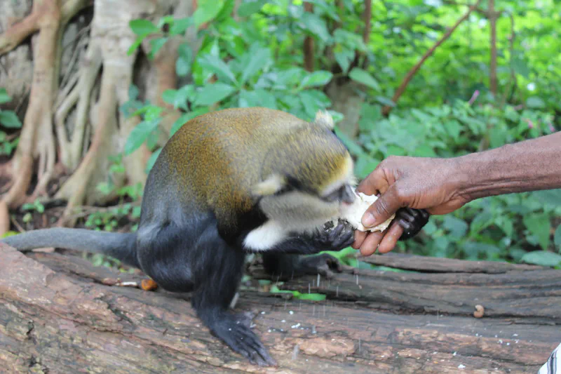 A visitor feeding a monkey at the sanctuary