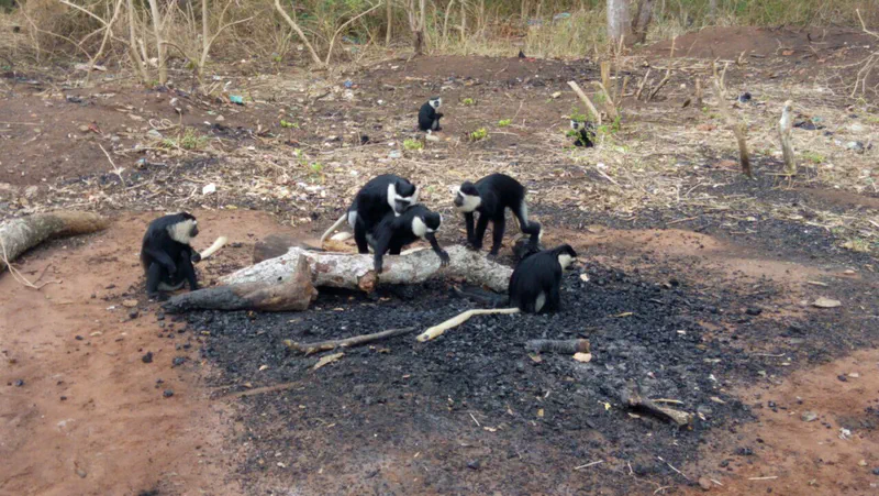 A group of Black-and-White Colobus monkeys within the sanctuary