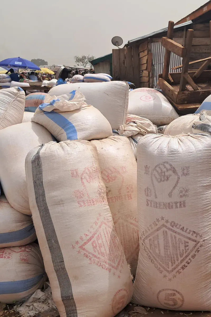Bumper harvest, shrinking profits: Bono East maize and beans farmers battle price decline