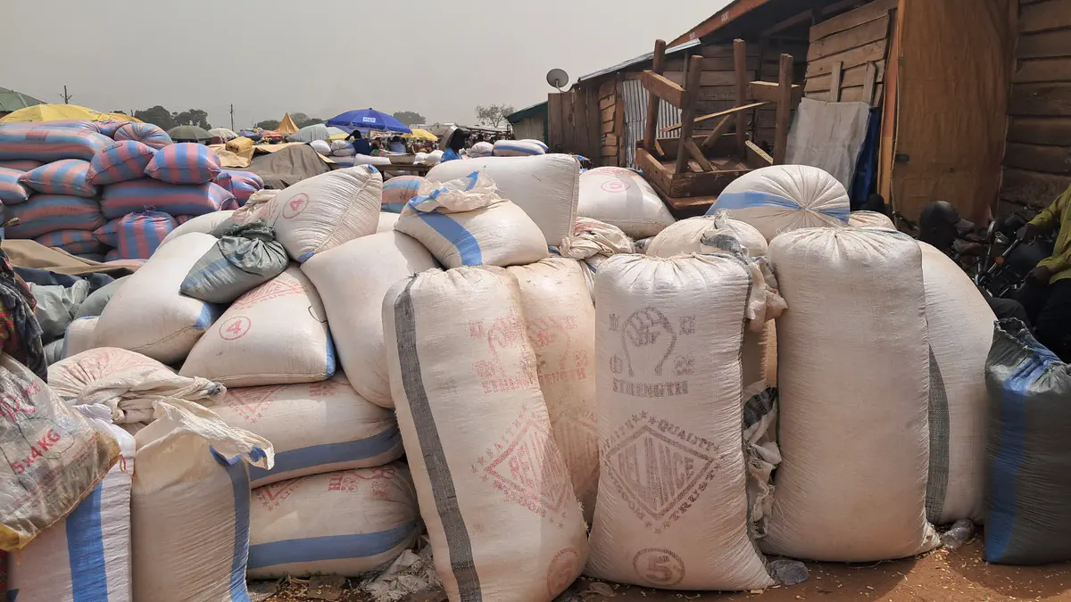 Bumper harvest, shrinking profits: Bono East maize and beans farmers battle price decline