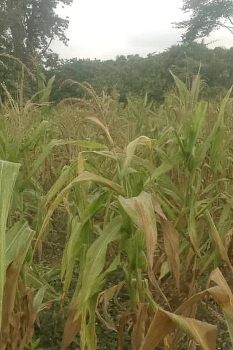 Food security under threat as maize farmers in Wenchi decry impact of dry spell
