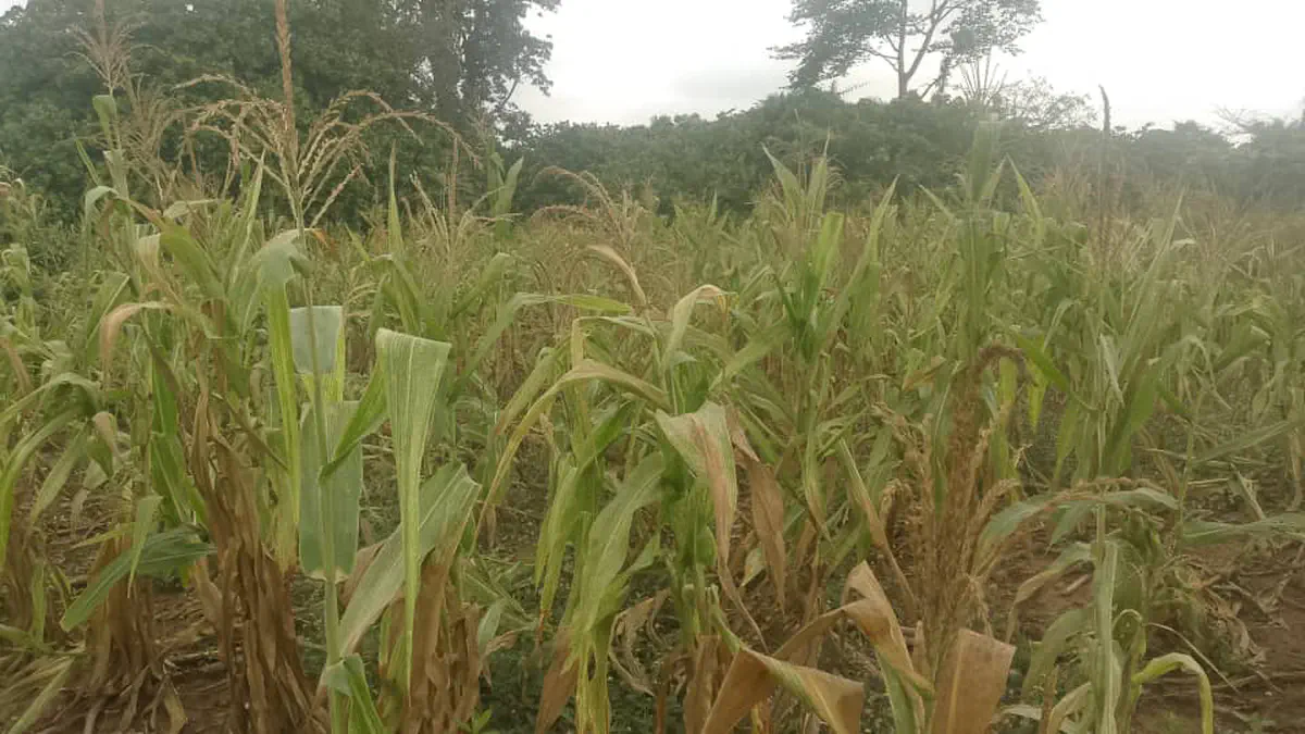 Food security under threat as maize farmers in Wenchi decry impact of dry spell