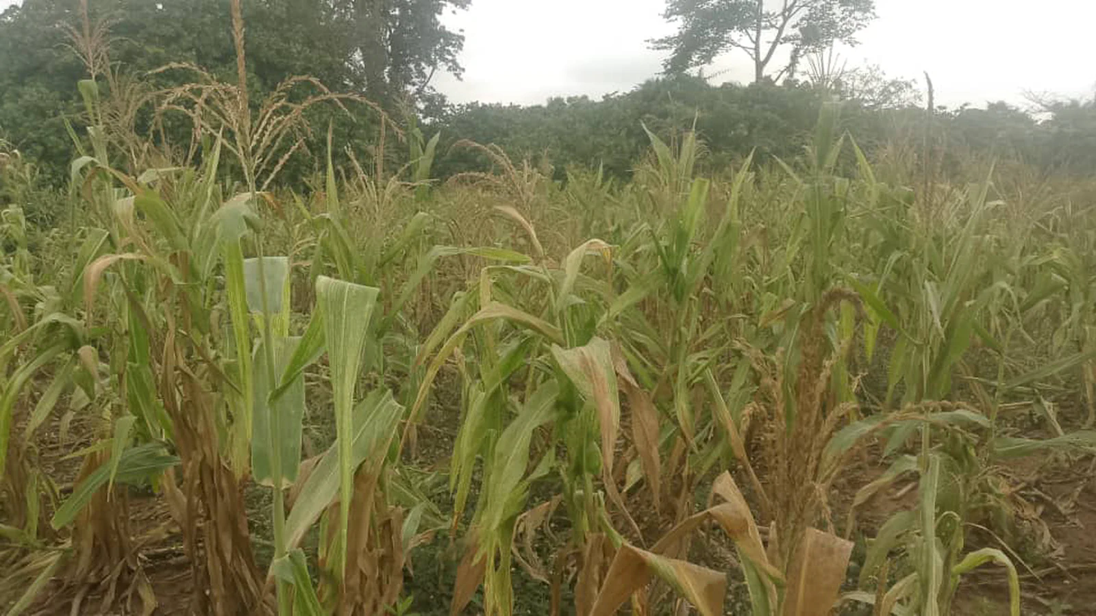 Food security under threat as maize farmers in Wenchi decry impact of dry spell