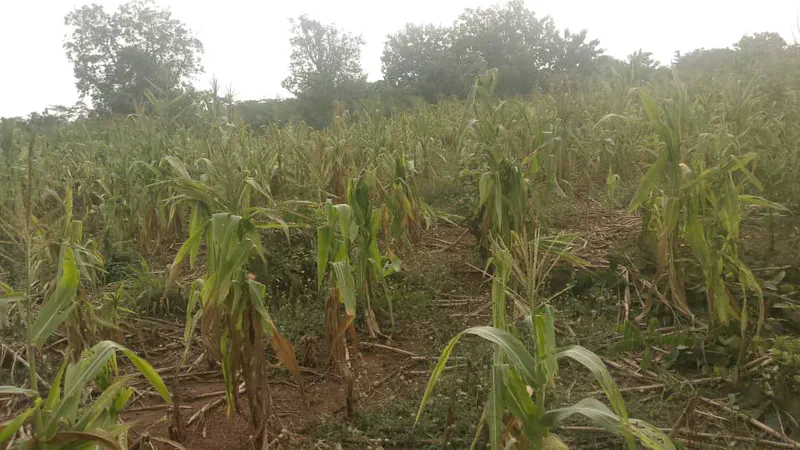 Maize farms affected by dry spell in Akrobi, Wenchi Municipality