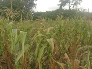 Withered-maize-farm.jpg